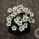 Saxifraga 'White Pixie' GM P9