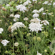 Scabiosa col. Flutter Pure White GM P9
