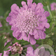 Scabiosa col. 'Pink Mist' GM P9