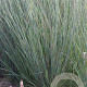 Schizachyrium sc. 'Prairie Blues' GM P9