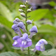 Scutellaria incana GM P9