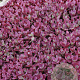 Sedum 'Firecracker' GM P9