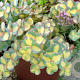 Sedum sieboldii 'Mediovariegatum' GM P9