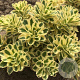 Sedum takesimense Atlantis GM P9