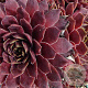 Sempervivum 'Granat' GM P9