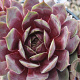 Sempervivum 'Rauer Kulm' GM P9
