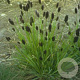 Sesleria heufleriana GM P9