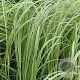 Spartina pectinata 'Aureomarginata' GM P9