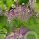 Thalictrum a. 'Thundercloud' GM P9