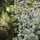 Thalictrum del. Splendide White GM P9