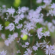 Thalictrum ich. 'Purple Marble' GM P9