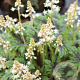 Tiarella 'Timbuktu' GM P9