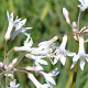 Tulbaghia violacea 'Alba' GM P9