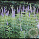 Veronicastrum virg. 'Apollo' GM P9