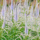 Veronicastrum virg. 'Lavendelturm' GM P9