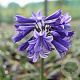 Agapanthus 'Heidy' GM P9