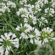 Agapanthus 'Prolific White' GM P9