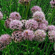Allium nutans GM P9