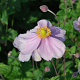 Anemone hyb. 'Loreley' GM P9