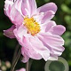 Anemone hyb. 'Mont-rose' GM P9