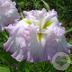 Iris e. 'Lady in Waiting' GM P9