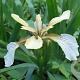 Iris foetidissima 'Fructo Albo' GM P9