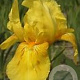 Iris (G) 'St. Crispin' GM P9