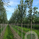 Acer freemanii 'Sienna' 12-14 HO volle grond