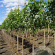 Acer saccharinum 'Pyramidale' 300-350 cm volle grond meerstammig
