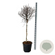 Betula pendula 'Magical Globe' 90 cm stam 30L