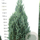 Chamaecyparis l. 'Columnaris' 140-160 cm met kluit