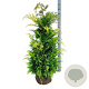 Chamaecyparis l. 'Ivonne' 120-140 cm met kluit extra