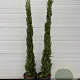 Cupressus sempervirens 125-150 cm container