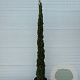 Cupressus sempervirens 250-300 cm 30L