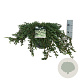 Juniperus communis 'Ristol' 60-80 cm P26