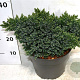 Juniperus squamata 'Blue Star' 30-40 cm 7,5L