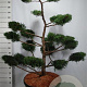 Juniperus virg. 'Grey Owl' 150-175 cm cont. 130L bonsai