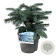 Picea pungens 'Karpaten' 25-30 cm 5,0L