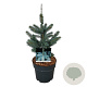 Picea pungens Super Blue Seedling 30-40 cm 4,5L