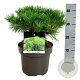 Pinus dens. 'Low Glow' 30-40 cm 4,5L