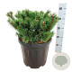 Pinus mugo 'Klosters Grun' 30-40 cm 15L