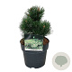 Pinus mugo 'Gnom' 15-20 cm