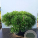 Pinus mugo mughus 100-125 cm cont. 285L scherm