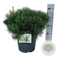 Pinus mugo mugo 40-50 cm 6L