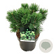 Pinus mugo 'Mumpitz' 25-30 cm