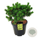 Pinus mugo 'Mumpitz' 40-50 cm 30L extra