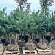 Pinus sylvestris 300-350 cm draadkluit solitair
