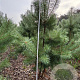 Pinus sylvestris 200-250 cm draadkluit meerstammig