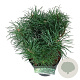 Pinus sylv. Blue Pearl 20-25 cm
