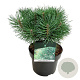 Pinus sylv. Blue Pearl 25-30 cm